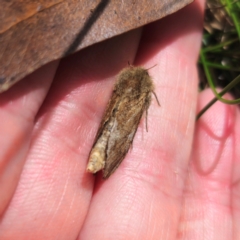 Oncopera (genus) at Jerangle, NSW - suppressed