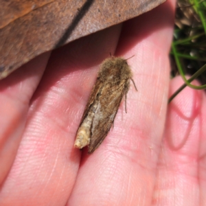 Oncopera (genus) at Jerangle, NSW - suppressed