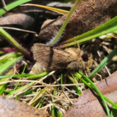 Oncopera (genus) at Jerangle, NSW - suppressed