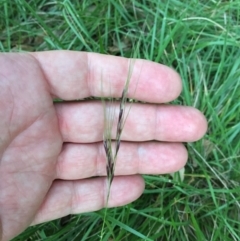 Nassella neesiana (Chilean Needlegrass) at Yarralumla, ACT - 1 Jan 2024 by dwise