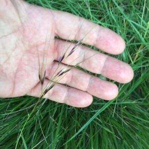 Nassella neesiana at National Arboretum Forests - 1 Jan 2024