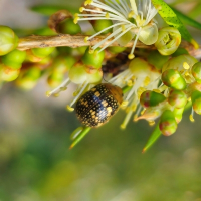 Paropsis pictipennis (Tea-tree button beetle) at Jerangle, NSW - 31 Dec 2023 by Csteele4