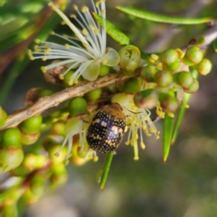 Paropsis pictipennis at Jerangle, NSW - 31 Dec 2023