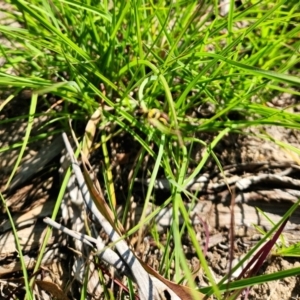 Hylaeus (Euprosopis) elegans at Yarramundi Grassland (YGN) - 1 Jan 2024