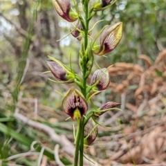 Cryptostylis erecta (Bonnet Orchid) at Vincentia, NSW - 31 Dec 2023 by Miranda