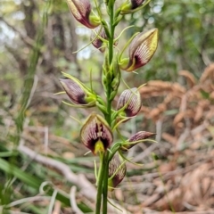 Cryptostylis erecta (Bonnet Orchid) at Vincentia Bushcare - 31 Dec 2023 by Miranda