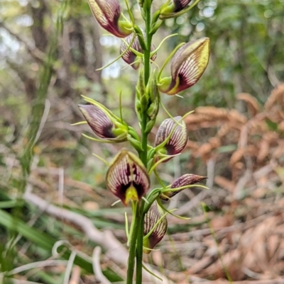 Cryptostylis erecta (Bonnet Orchid) at Vincentia Coastal Walking Track - 31 Dec 2023 by Miranda