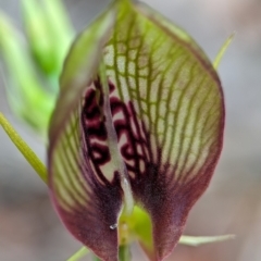 Cryptostylis erecta at Vincentia Bushcare - suppressed