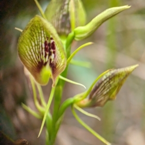 Cryptostylis erecta at Vincentia Bushcare - suppressed