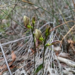 Cryptostylis erecta at Vincentia Bushcare - suppressed
