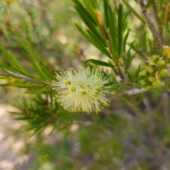 Callistemon pityoides (Alpine Bottlebrush) at Jerangle, NSW - 31 Dec 2023 by Csteele4