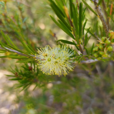 Callistemon pityoides (Alpine Bottlebrush) at Jerangle, NSW - 31 Dec 2023 by Csteele4