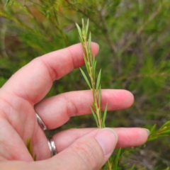 Callistemon pityoides at Jerangle, NSW - 31 Dec 2023 05:05 PM