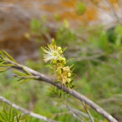 Callistemon pityoides at Jerangle, NSW - 31 Dec 2023 05:05 PM