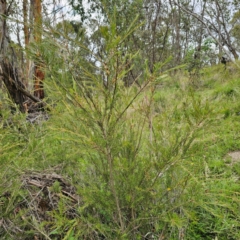 Callistemon pityoides at Jerangle, NSW - 31 Dec 2023