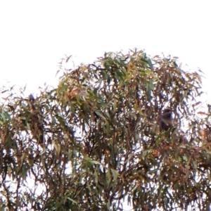 Callocephalon fimbriatum (identifiable birds) at Mount Painter - 1 Jan 2024