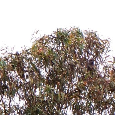 Callocephalon fimbriatum (identifiable birds) (Gang-gang Cockatoo (named birds)) at Mount Painter - 31 Dec 2023 by CathB