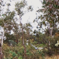 Callocephalon fimbriatum (identifiable birds) at Mount Painter - suppressed