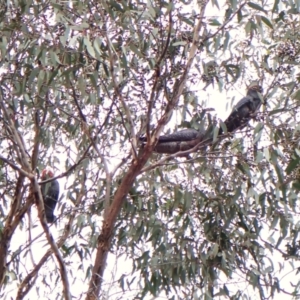 Callocephalon fimbriatum (identifiable birds) at Mount Painter - suppressed