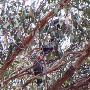 Callocephalon fimbriatum (identifiable birds) at Mount Painter - suppressed