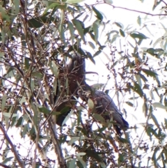 Callocephalon fimbriatum (identifiable birds) at Mount Painter - suppressed