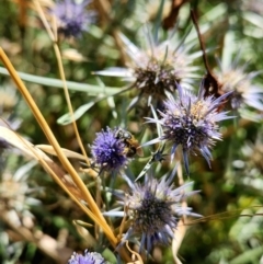 Lasioglossum (Chilalictus) sp. (genus & subgenus) at Yarralumla, ACT - 1 Jan 2024 by Cormac