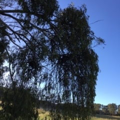 Amyema miquelii (Box Mistletoe) at Cook, ACT - 30 Dec 2023 by dwise