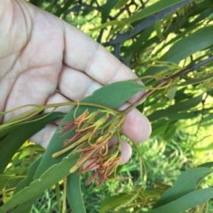 Amyema miquelii at Cook, ACT - 30 Dec 2023 07:13 PM