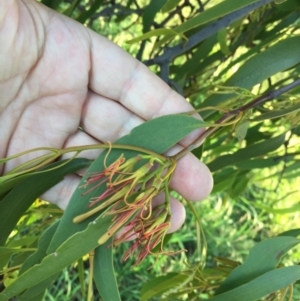 Amyema miquelii at Cook, ACT - 30 Dec 2023 07:13 PM