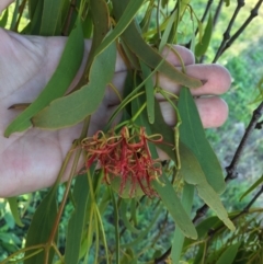 Amyema miquelii at Cook, ACT - 30 Dec 2023 07:13 PM