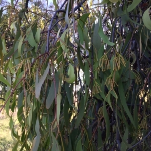 Amyema miquelii at Cook, ACT - 30 Dec 2023 07:13 PM