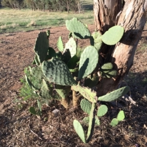 Opuntia sp. at Cook, ACT - 30 Dec 2023 07:08 PM