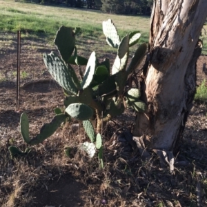 Opuntia sp. at Cook, ACT - 30 Dec 2023 07:08 PM