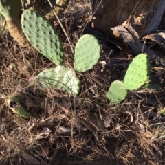 Opuntia sp. at Cook, ACT - 30 Dec 2023 07:08 PM