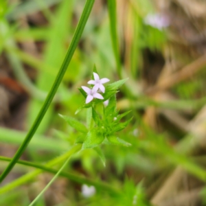 Sherardia arvensis at Peak View, NSW - 1 Jan 2024 03:02 PM