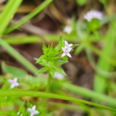 Sherardia arvensis at Peak View, NSW - 1 Jan 2024