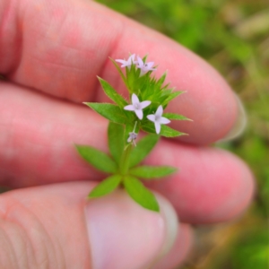 Sherardia arvensis at Peak View, NSW - 1 Jan 2024