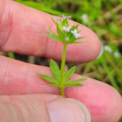 Sherardia arvensis at Peak View, NSW - 1 Jan 2024