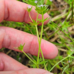 Sherardia arvensis at Peak View, NSW - 1 Jan 2024