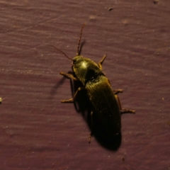 Monocrepidus sp. (genus) (Click beetle) at Captains Flat, NSW - 1 Jan 2024 by Csteele4