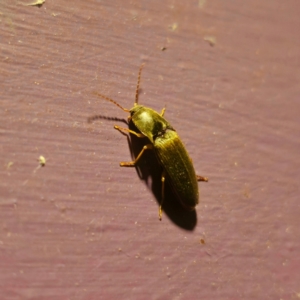 Monocrepidus sp. (genus) at QPRC LGA - 1 Jan 2024