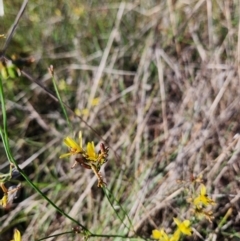 Lasioglossum (Homalictus) sp. (genus & subgenus) (Furrow Bee) at Barton, ACT - 1 Jan 2024 by Cormac