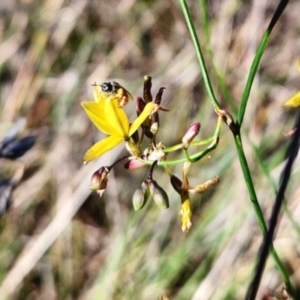 Lasioglossum (Homalictus) sp. (genus & subgenus) at St Marks Grassland (SMN) - 1 Jan 2024 04:59 PM