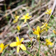 Lasioglossum (Homalictus) sp. (genus & subgenus) at St Marks Grassland (SMN) - 1 Jan 2024 04:59 PM