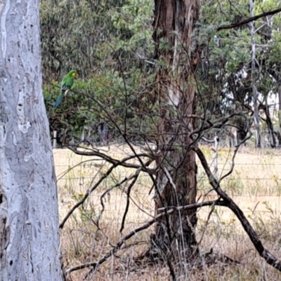 Polytelis swainsonii (Superb Parrot) at Mount Painter - 27 Nov 2023 by SarahHnatiuk