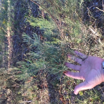 Acacia boormanii (Snowy River Wattle) at Cook, ACT - 30 Dec 2023 by dwise