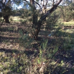 Acacia boormanii at Cook, ACT - 30 Dec 2023 07:08 PM