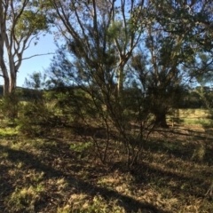 Acacia boormanii at Cook, ACT - 30 Dec 2023 07:08 PM