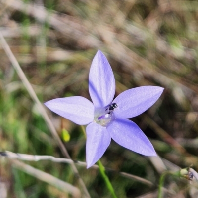 Lasioglossum (Chilalictus) sp. (genus & subgenus) at Barton, ACT - 1 Jan 2024 by Cormac