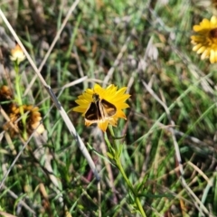 Taractrocera papyria (White-banded Grass-dart) at Saint Marks Grassland - Barton ACT - 1 Jan 2024 by Cormac